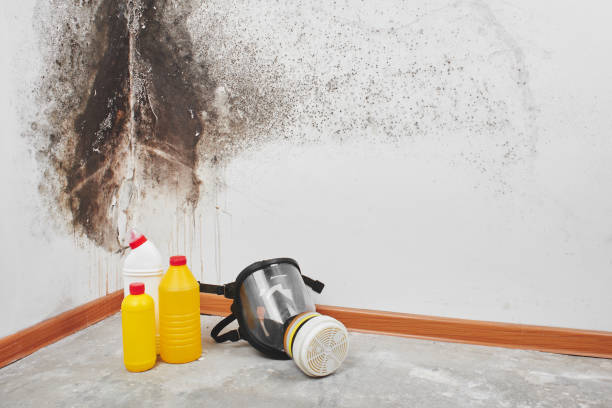 Best Best Mold Removal Companies  in Auburn, KY