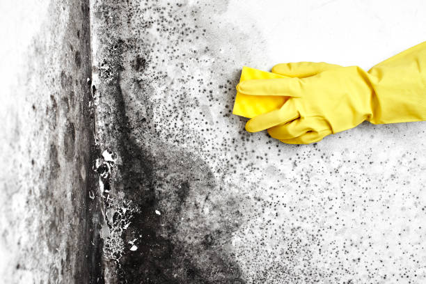 Best Black Mold Removal  in Auburn, KY