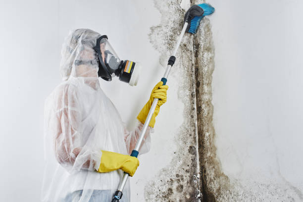 Crawl Space Mold Removal in Auburn, KY
