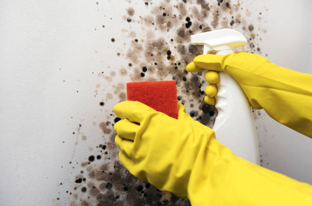 Attic Mold Removal in Auburn, KY