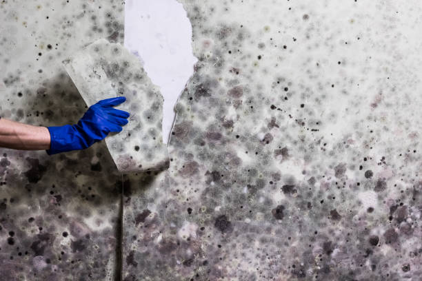 Best Residential Mold Removal  in Auburn, KY