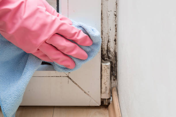 Trusted Auburn, KY Mold Removal Experts