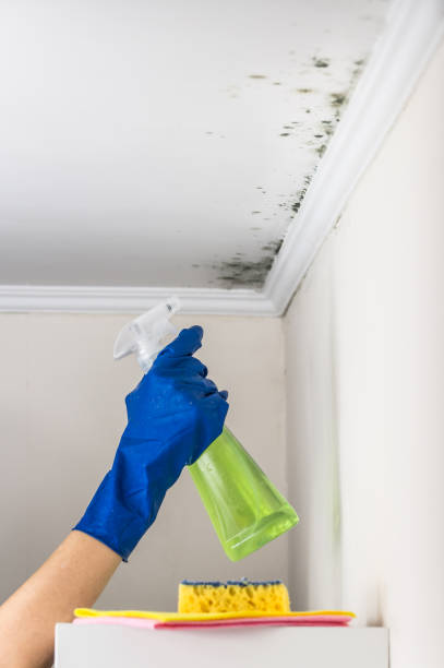 Best Mold Removal Company Near Me  in Auburn, KY